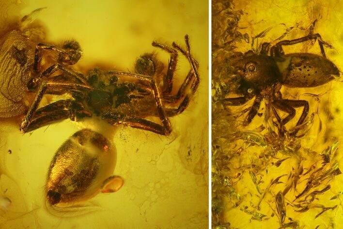 Two Detailed Fossil Spiders (Araneae) in Baltic Amber #128315